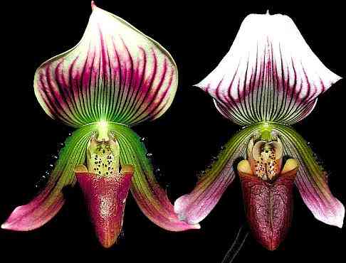 Paphiopedilum callosum